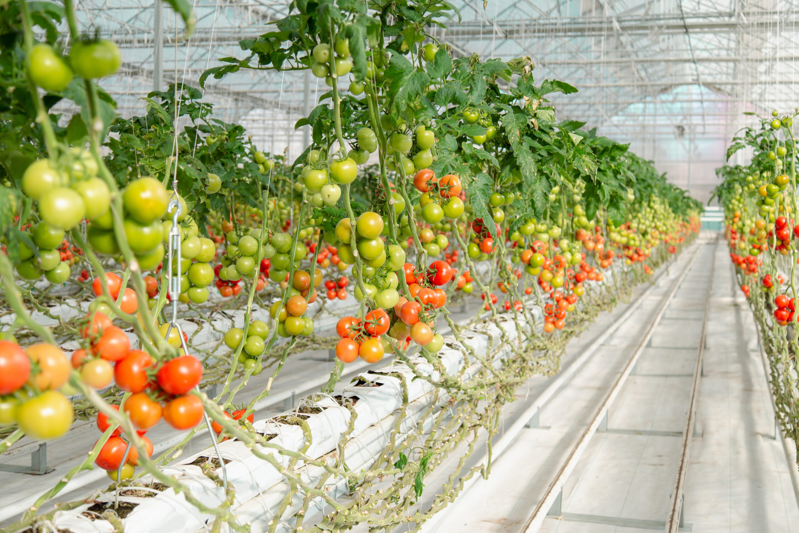 Colorful, from raw to ripe scale of tomatoes view from a greenhouse.